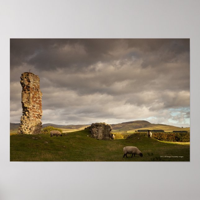 Rins av Cessford Castle med fårbete Poster (Framsidan)