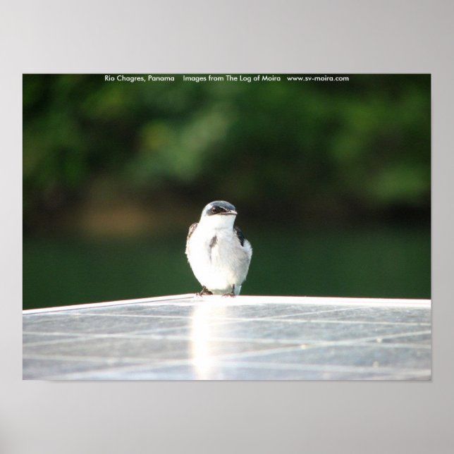 Rio Chagres, Panama Poster (Framsidan)