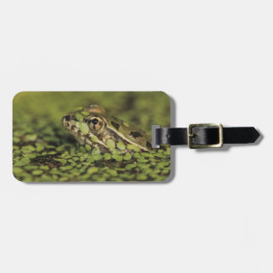 Rio Grande Leopard Frog, Rana berlandieri, Bagagebricka