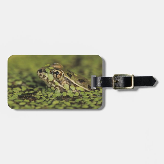 Rio Grande Leopard Frog, Rana berlandieri Bagagebricka (Horisontell Framsida)