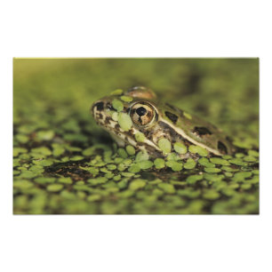Rio Grande Leopard Frog, Rana berlandieri, Fototryck
