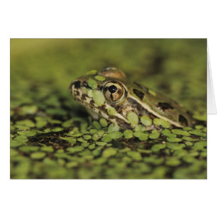 Rio Grande Leopard Frog, Rana berlandieri, Hälsningskort