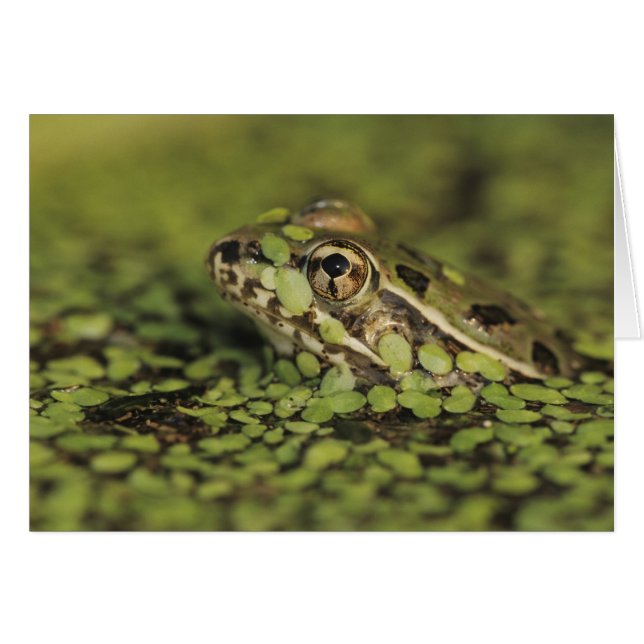 Rio Grande Leopard Frog, Rana berlandieri, Hälsningskort (Framsidan Horizontal)