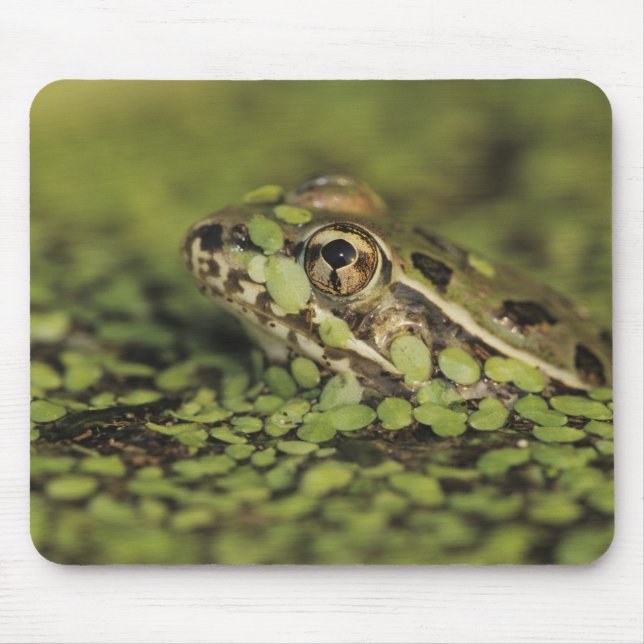 Rio Grande Leopard Frog, Rana berlandieri, Musmatta (Framsidan)