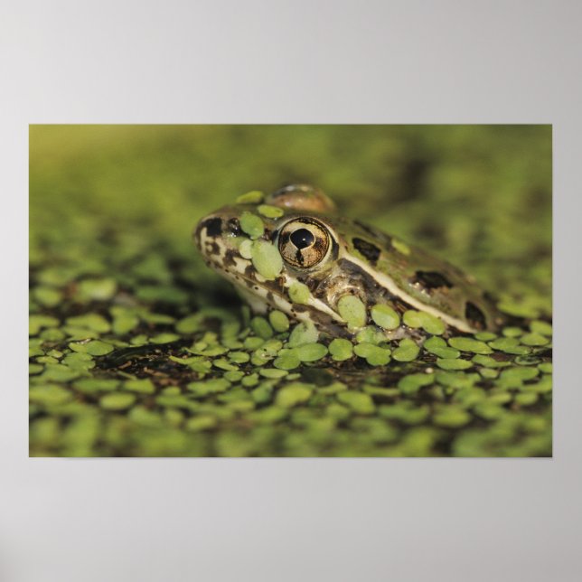 Rio Grande Leopard Frog, Rana berlandieri, Poster (Framsidan)