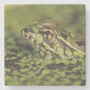 Rio Grande Leopard Frog, Rana berlandieri, Underlägg Sten
