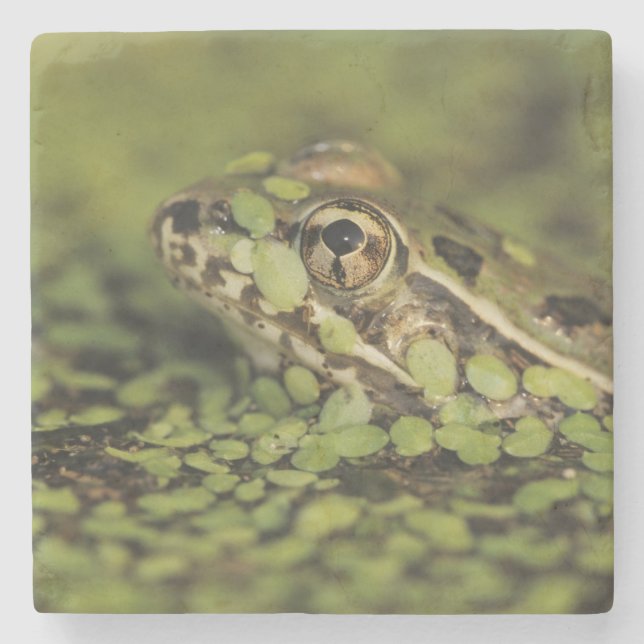 Rio Grande Leopard Frog, Rana berlandieri, Underlägg Sten (Framsidan)