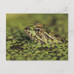 Rio Grande Leopard Frog, Rana berlandieri, Vykort