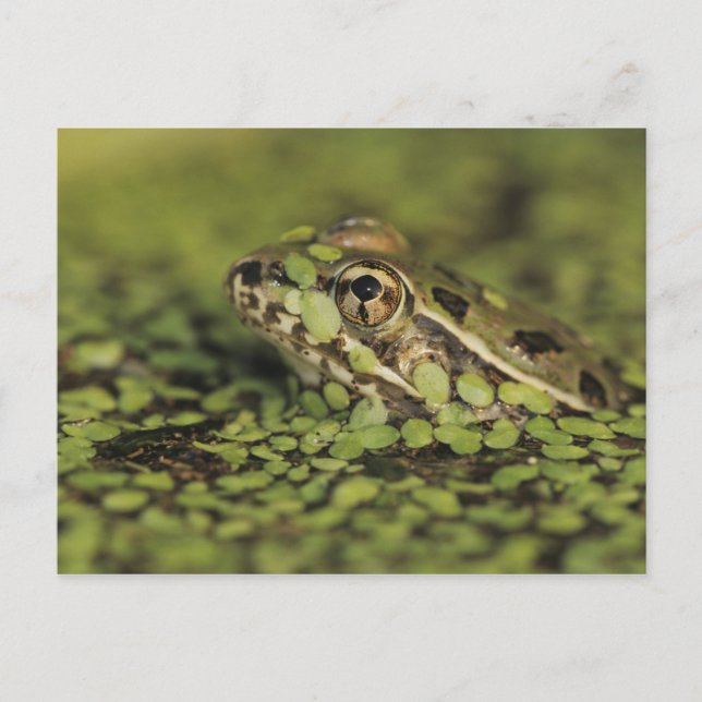 Rio Grande Leopard Frog, Rana berlandieri Vykort (Framsida)