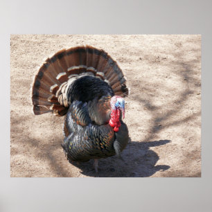 Rio Grande vild Turkiet Poster