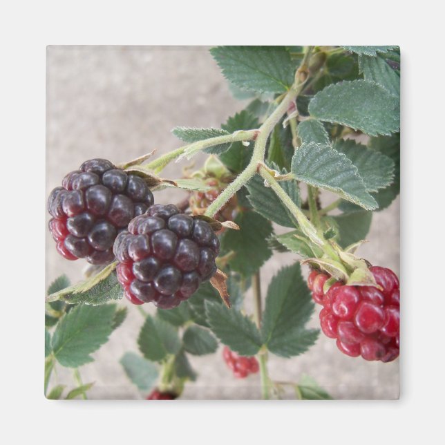 Ripe Blackbär Magnet (Framsidan)