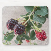 Ripe Blackbär