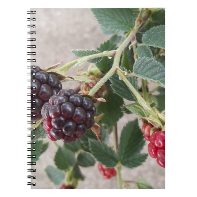Ripe Blackbär på en bärbar dator Anteckningsbok (Framsidan)