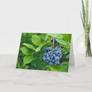 Ripe Bluebär Kort