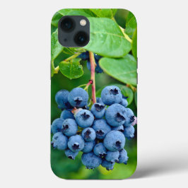 Ripe Bluebär på Bush