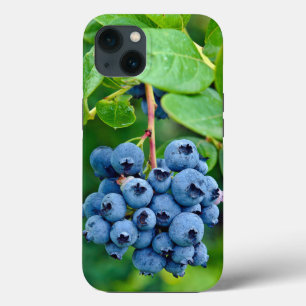 Ripe Bluebär på Bush