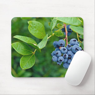 Ripe Bluebär på Bush Musmatta