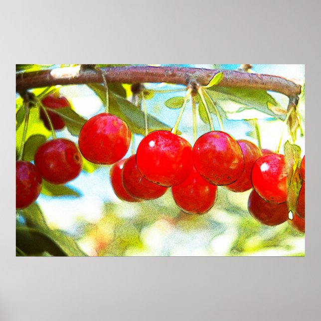 Ripe Cherries Poster (Framsidan)