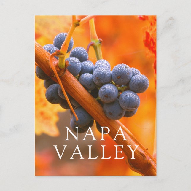 Ripe-druvor i vinodling vykort (Framsida)