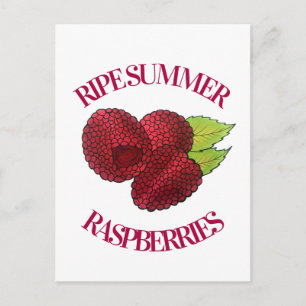 Ripe Fresh Summer Red Raspbär Fruit Berry Vykort