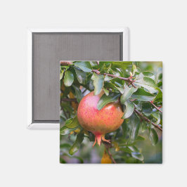 Ripe-granatäpple på Shrub av läder Magnet