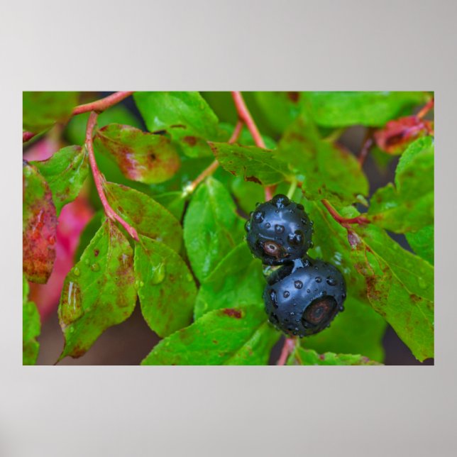Ripe hucklebär i lätt regn poster (Framsidan)