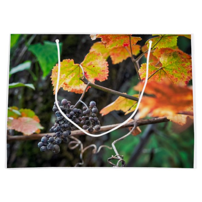 Ripe Isabella-druva (Framsidan)