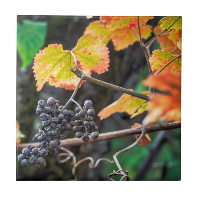 Ripe Isabella-druva Kakelplatta (Framsidan)