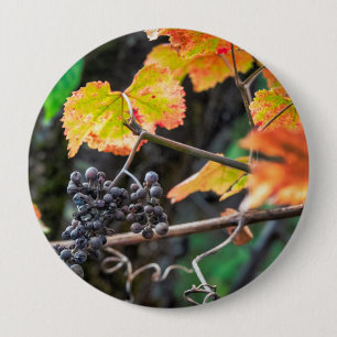 Ripe Isabella-druva Knapp