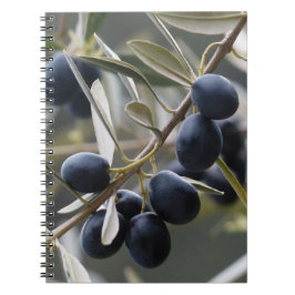 Ripe Olife på Olive Träd Gren Anteckningsbok