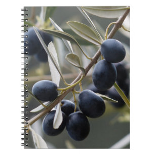 Ripe Olife på Olive Träd Gren Anteckningsbok