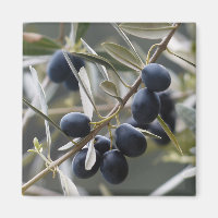 Ripe Olife på Olive Träd Gren