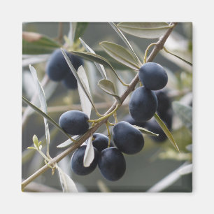 Ripe Olife på Olive Träd Gren Magnet