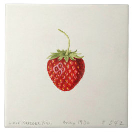 Ripe Red Strawberry (av Louis C.C. Krieger) Kakelplatta