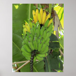 Ripening Bananas Poster