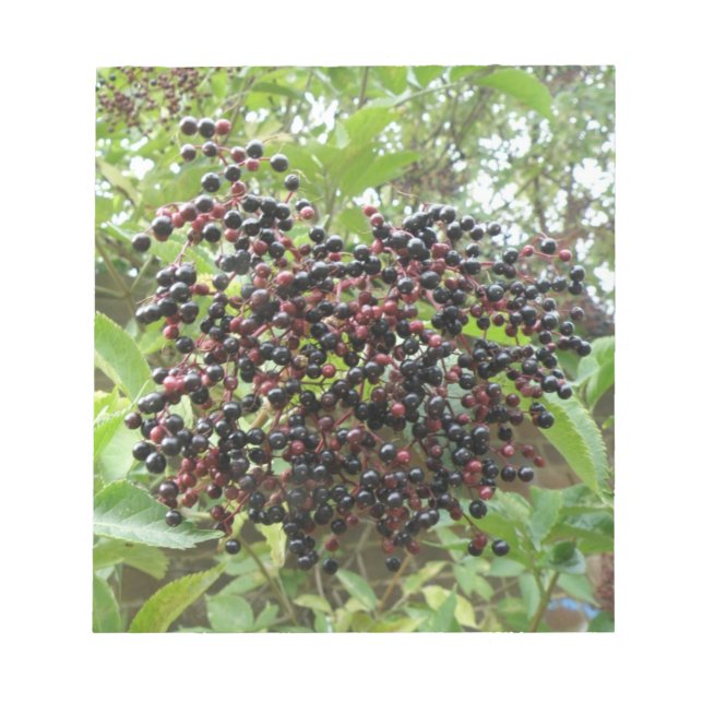 Ripening Elderbär Anteckningsblock (Framsida)