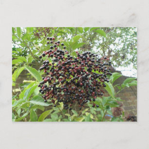 Ripening Elderbär Postcard Vykort