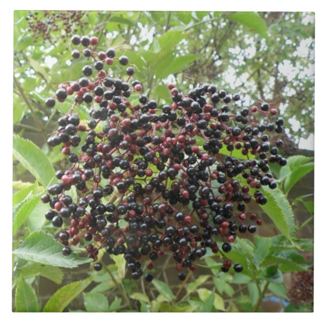 Ripening Elderbär Tile Kakelplatta (Framsidan)