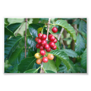 Ripening Kona Coffee Cherries, Hawaii Fototryck