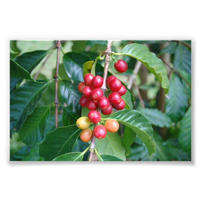 Ripening Kona Coffee Cherries, Hawaii Fototryck (Framsidan)