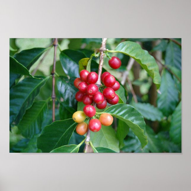 Ripening Kona Coffee Cherries, Hawaii Poster (Framsidan)
