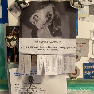 Ripp av Flyer Puppy som säljer röd grönt