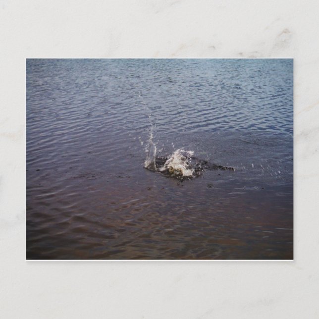 Rippel i sjö, från en fiskhoppande vykort (Framsida)