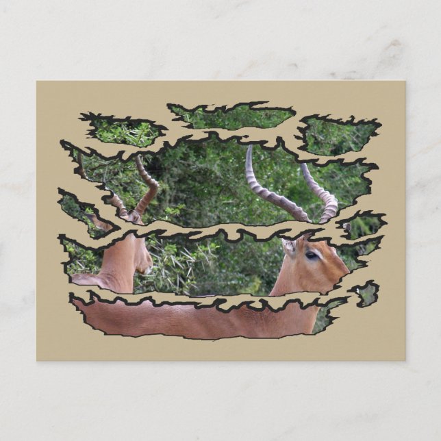 Ripping Wildlife Impala Spegel Helg Vykort (Framsida)