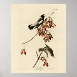 Ris Bird (Bobolink) - Audubon's Birds of America Poster