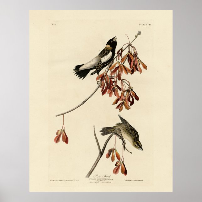 Ris Bird (Bobolink) - Audubon's Birds of America Poster (Framsidan)