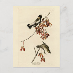 Ris Bird (Bobolink) - Audubon's Birds of America Vykort