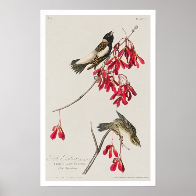 Ris Bird by Audubon Poster (Framsidan)