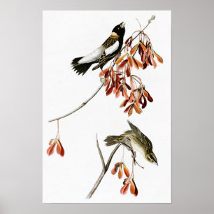 Ris Bird John James Audubon Birds of America Poster