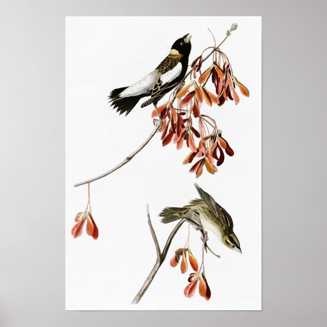 Ris Bird John James Audubon Birds of America Poster (Framsidan)